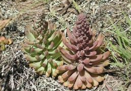 晚红瓦松 晚红瓦松